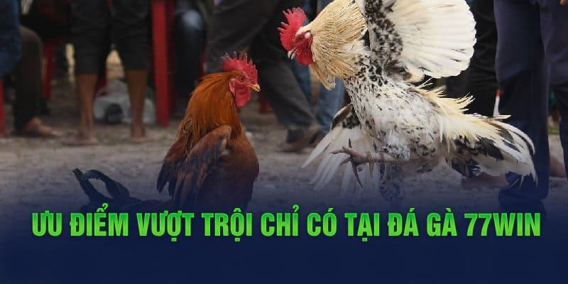 Đá gà tại nhà cái nổi bật với hàng trăm ván đấu nảy lửa 